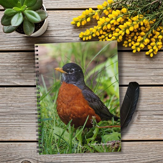 Carnet Un Robin américain plein d'espoir