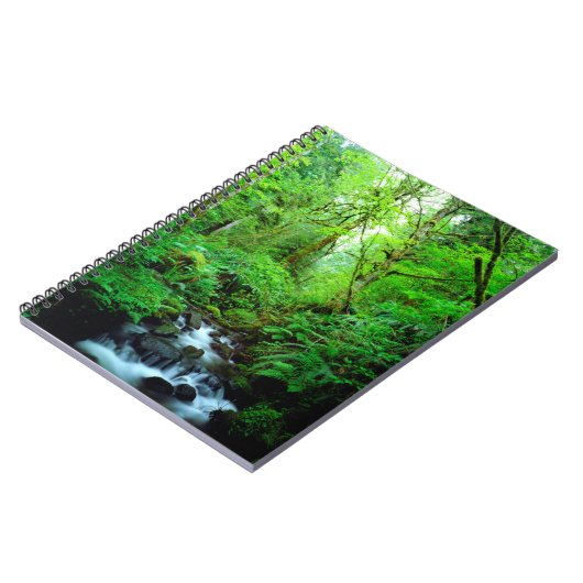 Carnet Un ruisseau dans une forêt ancienne (Côté gauche)