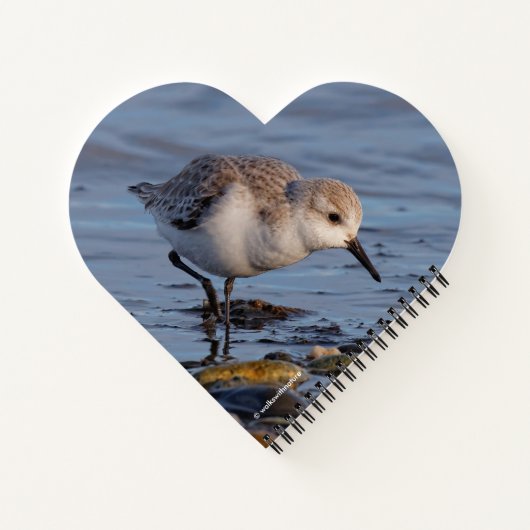 Carnet Un Sanderling (Dos)