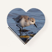 Carnet Un Sanderling (Devant)
