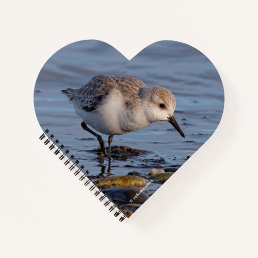 Carnet Un Sanderling (Devant)