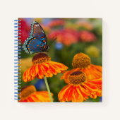 Carnet Un Spicebush Swallowtail, Papilio troilus (Devant)