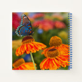 Carnet Un Spicebush Swallowtail, Papilio troilus (Dos)