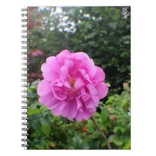 Carnet Une seule fleur rose