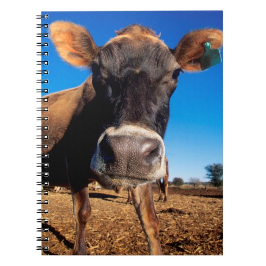 Carnet Une vache Jersey curieuse (Devant)