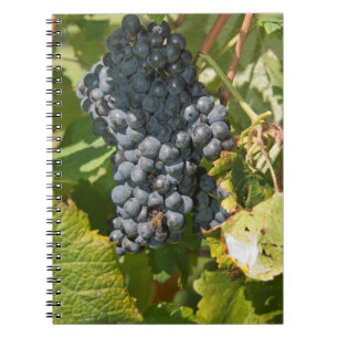 Carnet Uruguay, Montevideo, zone Colon. Caves