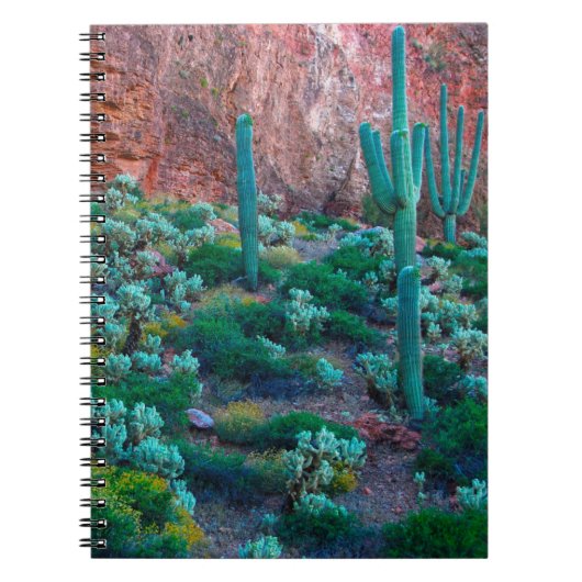 Carnet USA, Arizona. Flore du désert (Devant)