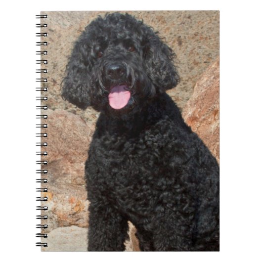 Carnet USA, Californie. Labradoodle assis (Devant)