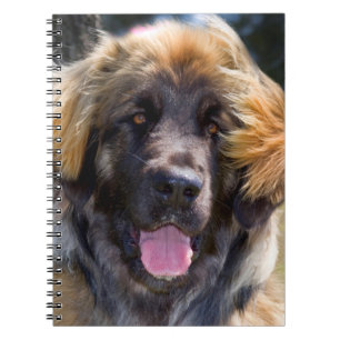 Carnet USA, Californie. Portrait De Leonberger Assis