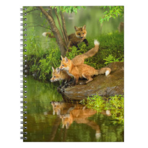 Carnet USA, Minnesota, Sandstone, Minnesota Wildlife
