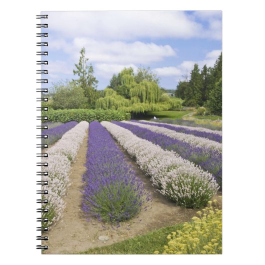 Carnet USA, WA, Sequim, Purple Haze Lavender Farm (Devant)