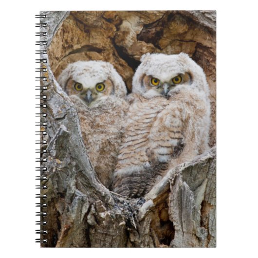 Carnet USA, Wyoming, Grand Teton National Park (Devant)