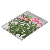 Carnet Usine de fleurs de rose de désert (Côté gauche)