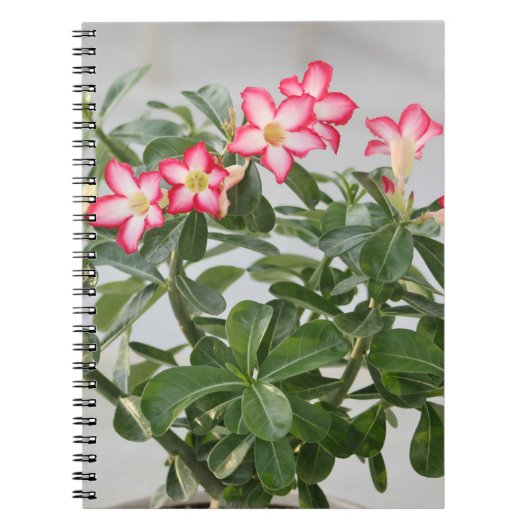 Carnet Usine de fleurs de rose de désert (Devant)