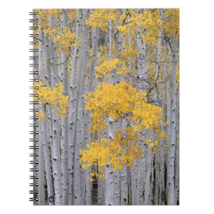 Carnet UTAH. ÉTATS-UNIS. Bosquet de trembles (Populus tre