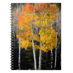 Carnet Utah, États-Unis. Peupliers Trembles (Populus Trem