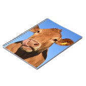 Carnet Vache du Jersey léchant son nez (Côté gauche)
