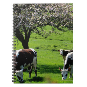 Carnet Vache parmi les pommiers en fleurs en Normandie