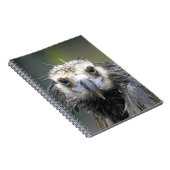 Carnet Vautour moine (Côté Droit)