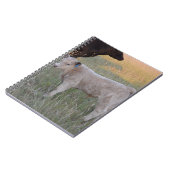 Carnet Veau du charolais (Côté gauche)