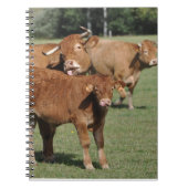 Carnet Veau et vaches du Limousin (Devant)