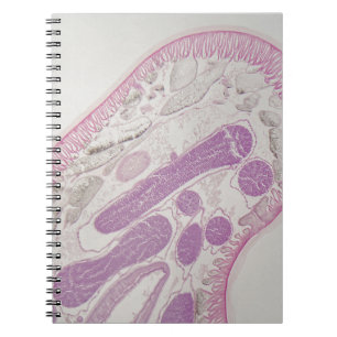 Carnet Ver parasite de nématode (espèces d'ascaride)
