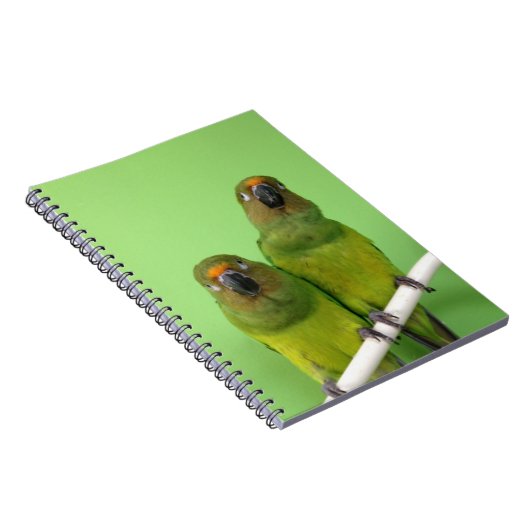 Carnet vert de Conure (Côté Droit)