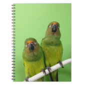 Carnet vert de Conure (Devant)