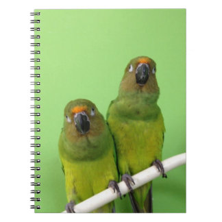 Carnet vert de Conure