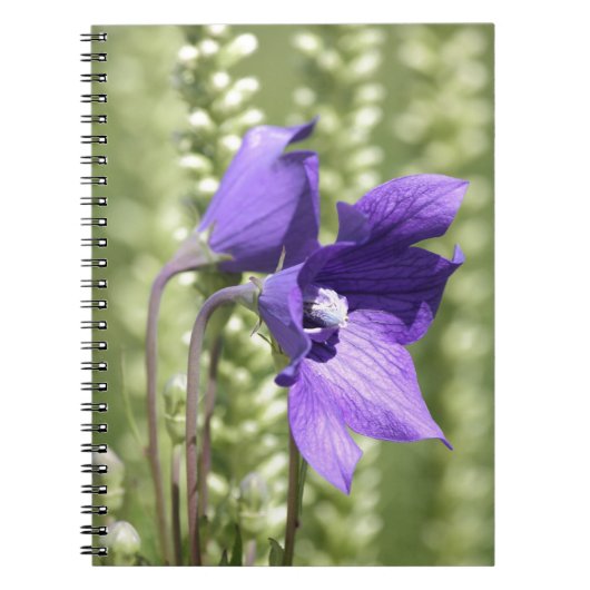 Carnet vert doux et violet (Devant)