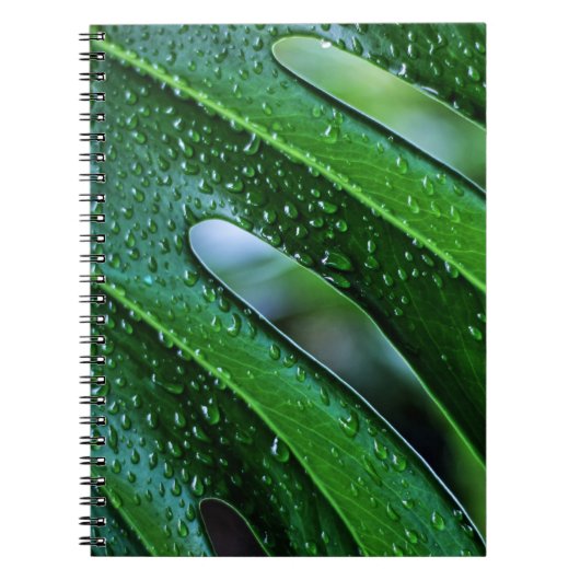 Carnet Vert feuille plante Monstera (Devant)