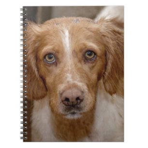 Carnet Very Cute Young Liver And White Working Type Engli