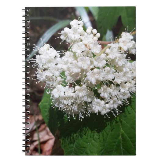 Carnet Viburnum de feuille d'érable (Devant)