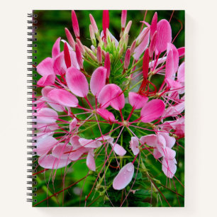 Carnet Vietnam - flower on Ha Giang plateau