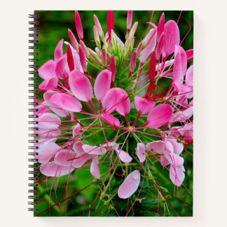 Carnet Vietnam - flower on Ha Giang plateau