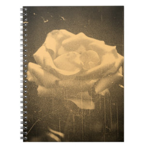Carnet Vieux Photo Belle Rose Rose Gros plan