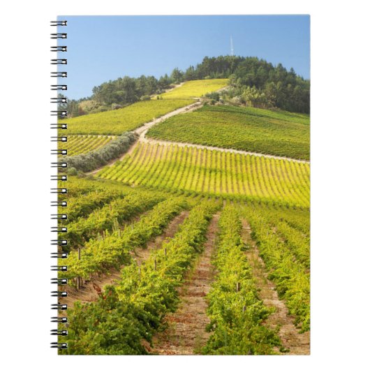 Carnet Vignoble, Stellenbosch, Cap-Occidental (Devant)