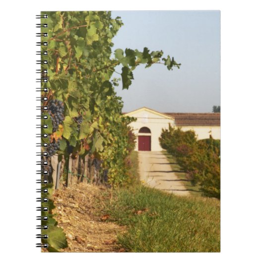 Carnet Vignobles, vignes de petit verdot et la cave dans (Devant)