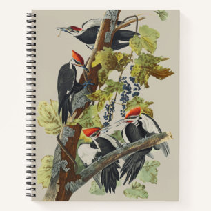 Carnet Vintage Audubon Pic à tête rouge Art d'oiseau