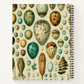 Carnet Vintage Bird Eggs French Fish Egg (Dos)