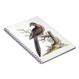 Carnet Vintage Passenger Pigeon Illustration 