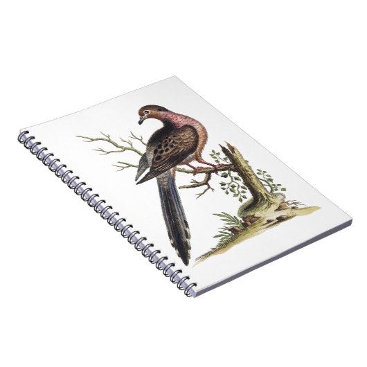 Carnet Vintage Passenger Pigeon Illustration  (Côté Droit)