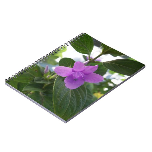 Carnet Violet pourpre philippin (Côté gauche)