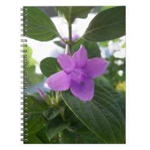 Carnet Violet pourpre philippin