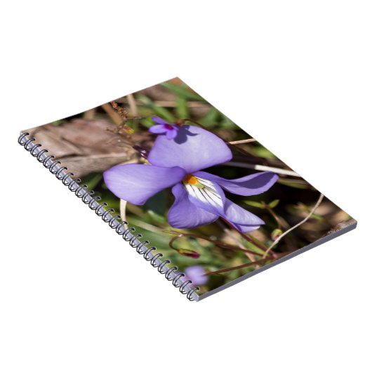 Carnet Violette de pied-d'oiseau avec Bluets (Côté Droit)
