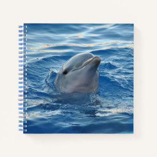 Carnet Visage de dauphin dans l'océan Photo mignonne