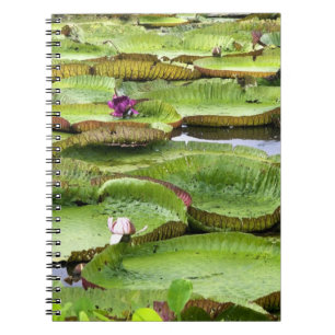 Carnet Vitoria Regis, nénuphars géants dans l'Amazone