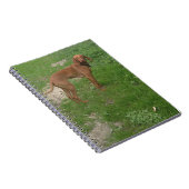 Carnet vizsla complet (Côté Droit)