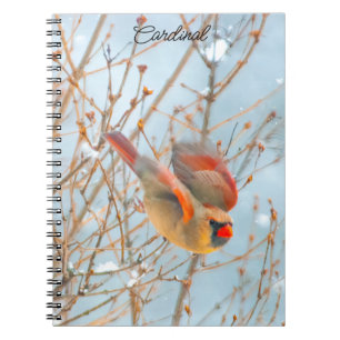 Carnet Vol Cardinal Nord - Photo originale