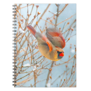 Carnet Vol Cardinal Nord - Photo originale